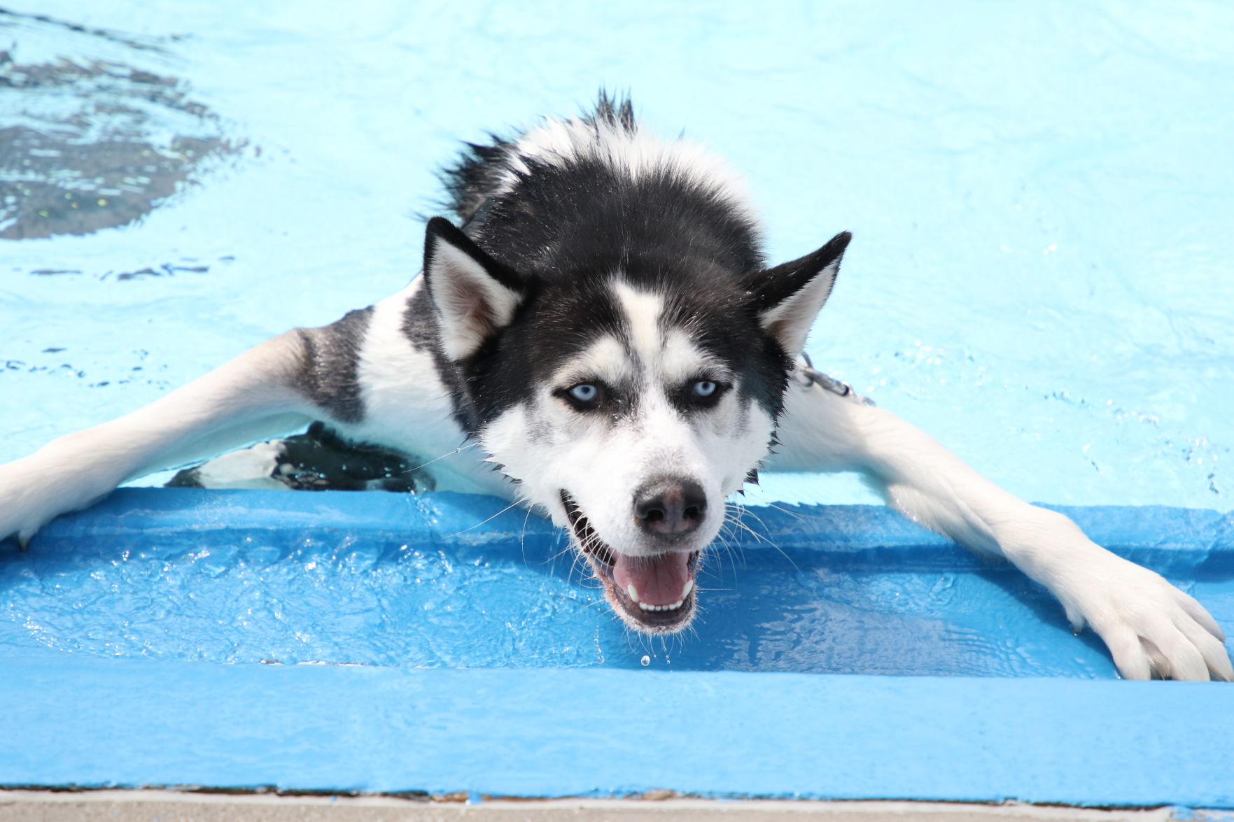 Dogs at the pool (14).JPG